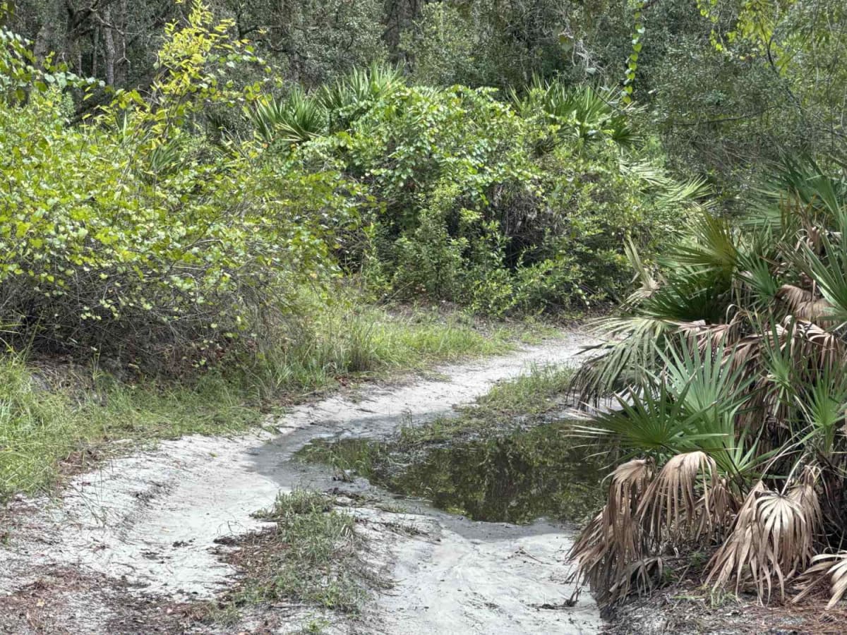Ocala National Forest 24ST 3.2A2 photo 4