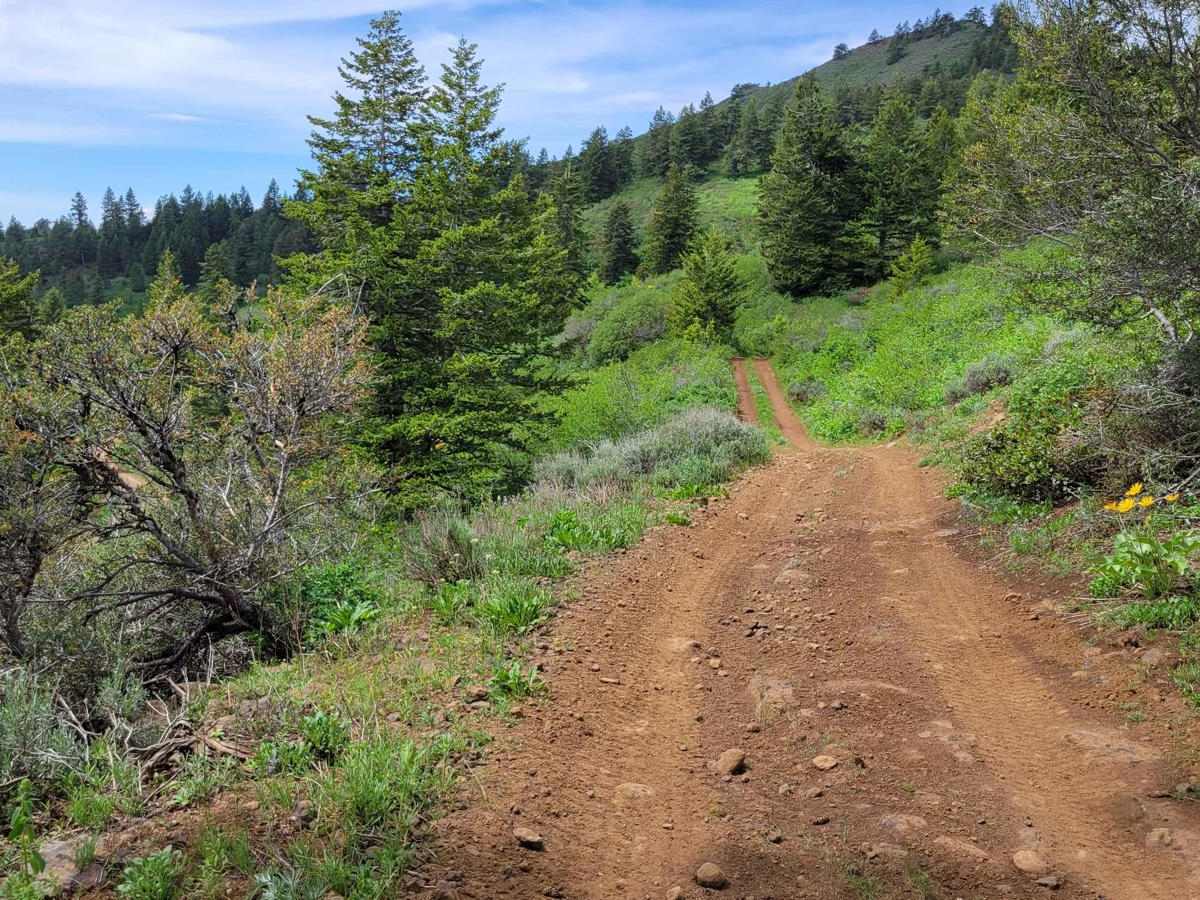 FR 306 - Iron Mountain Trail photo 4
