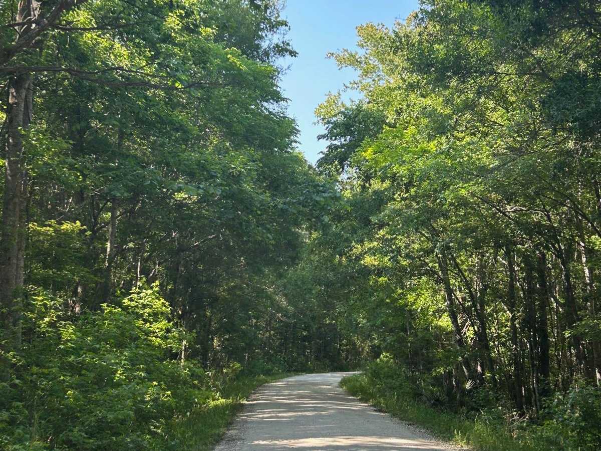 Ion Swamp Road - FSR 228 photo 2