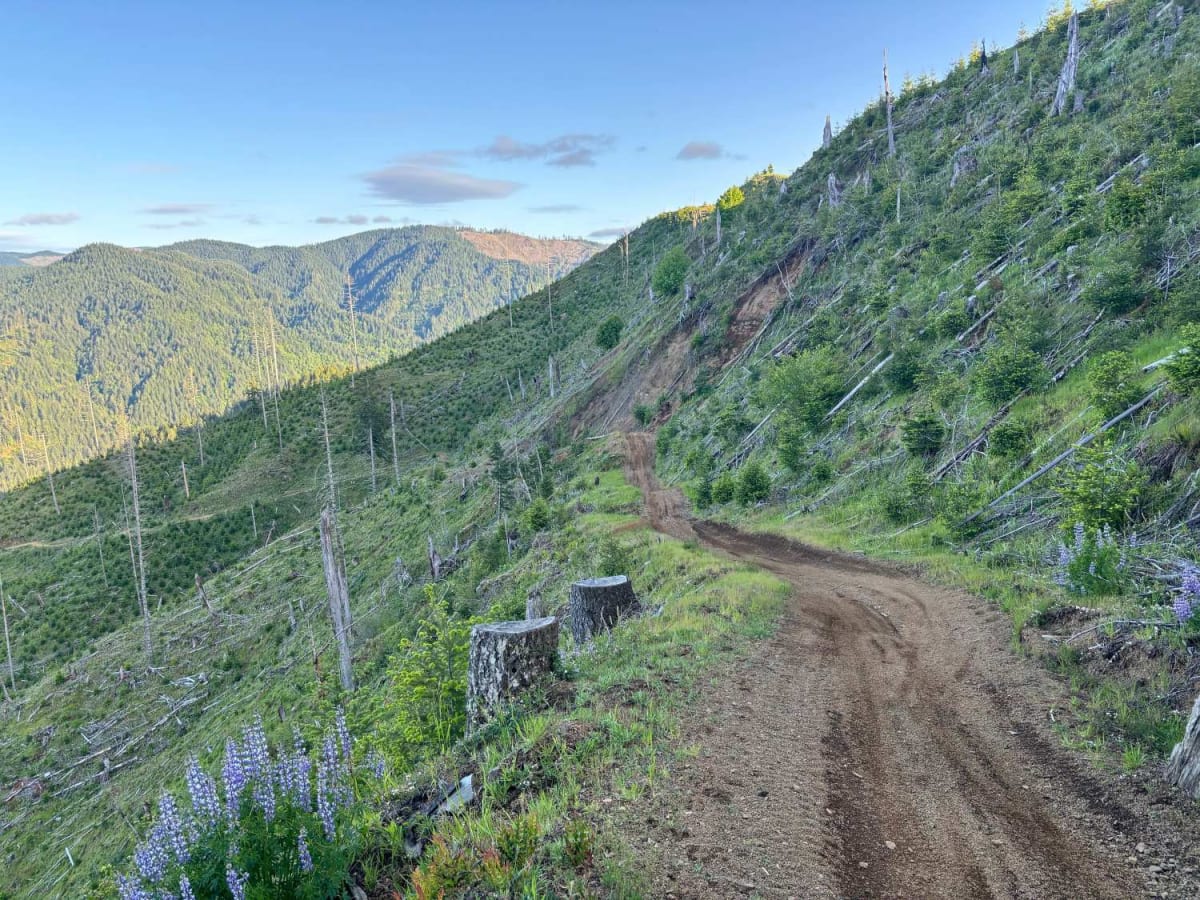 Jones Creek Road trail photo