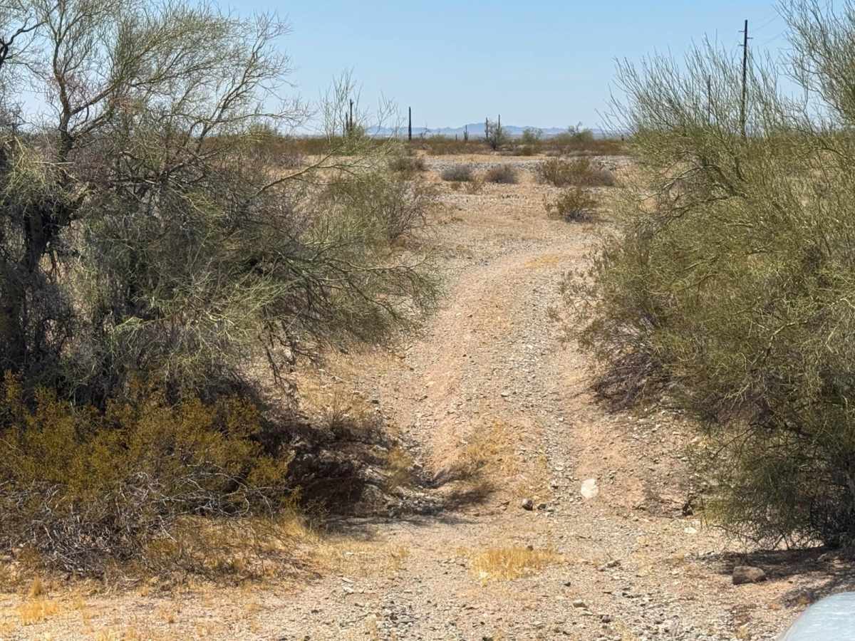 The Buzz of Gila Bend photo 3