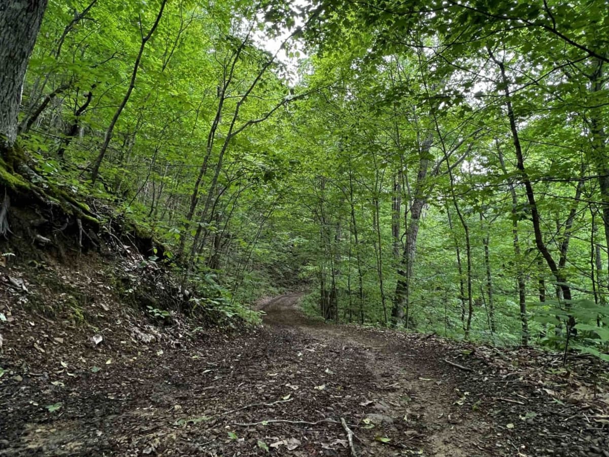 Wild Horse Trail (Lige Hollow) trail photo
