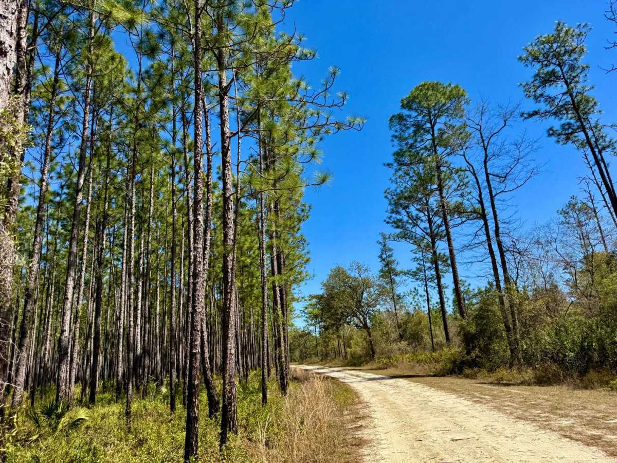 High Hill Creek - FS 319 trail photo