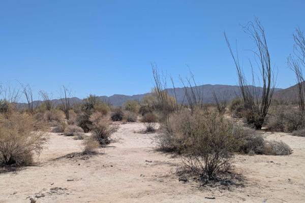 Palo Verde Run