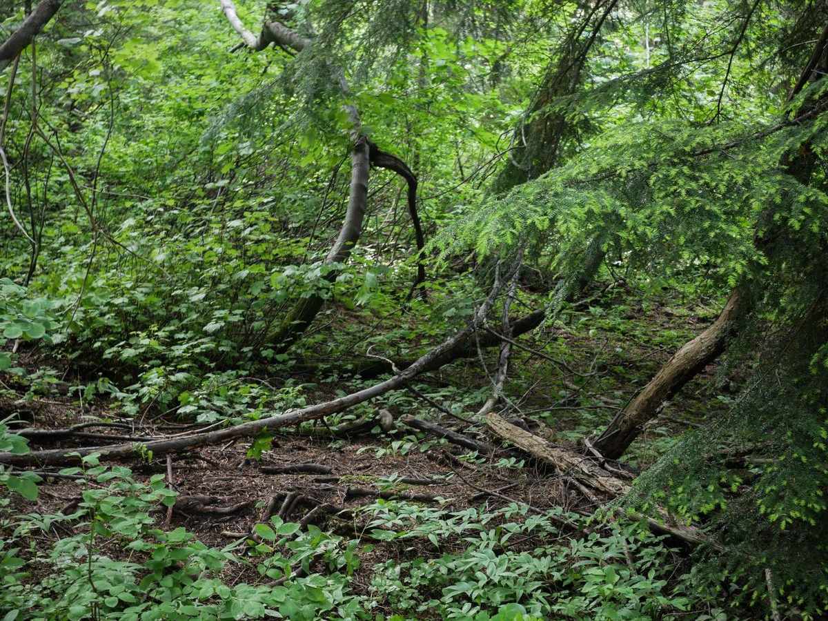 Mowat Creek photo 3