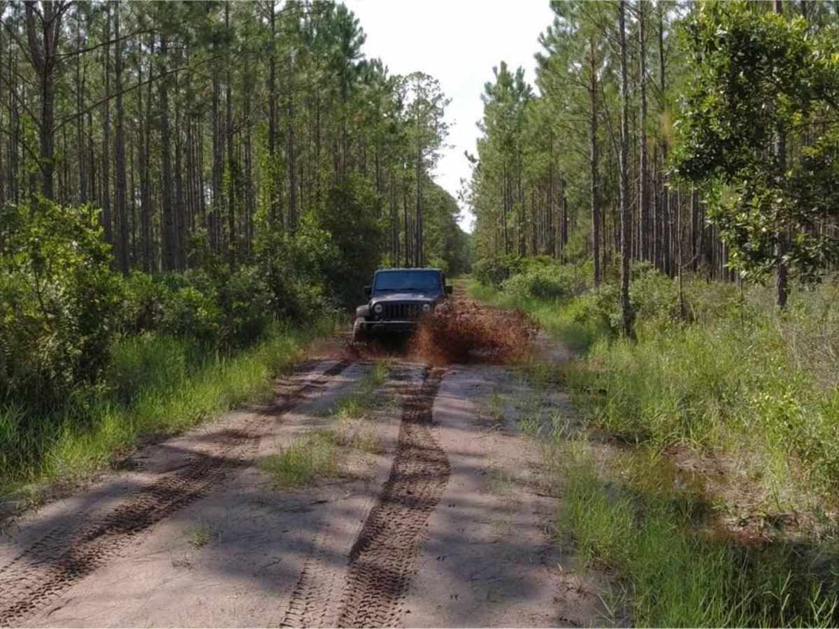 Cary State Forest - Cary Tract photo 5