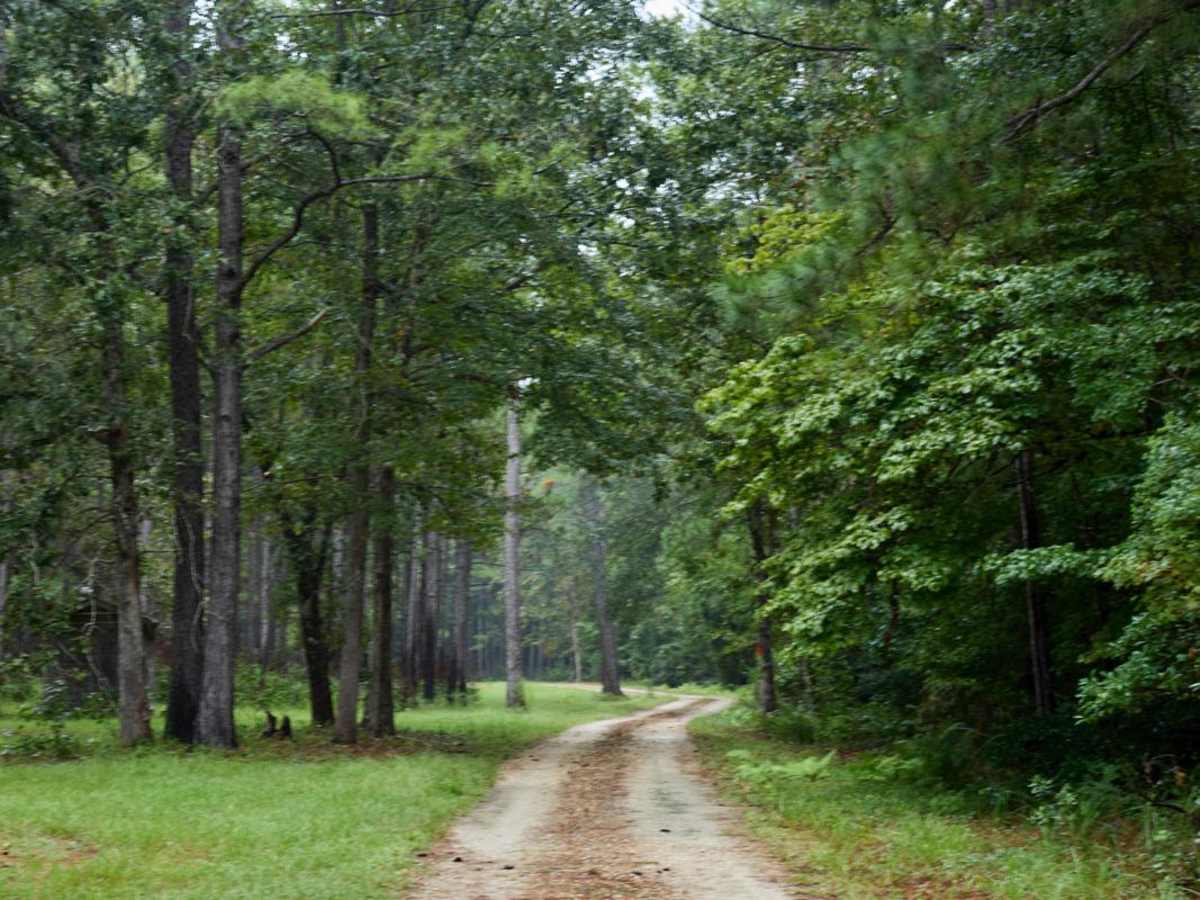 Bonneau Ferry WMA - Pond Recreation Area photo 5