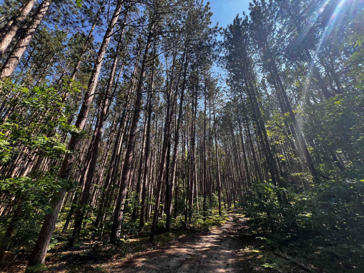 NFS 7837/5015 trail photo