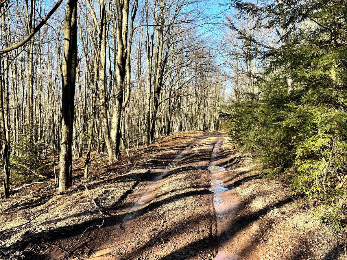 Sharpback Hollow Road photo 2