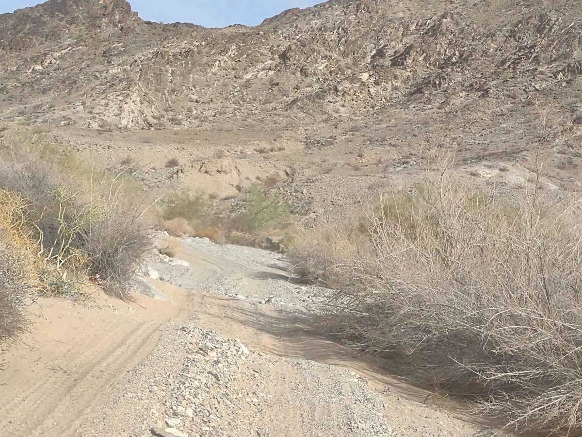 Sunkist Spur 1 photo 2
