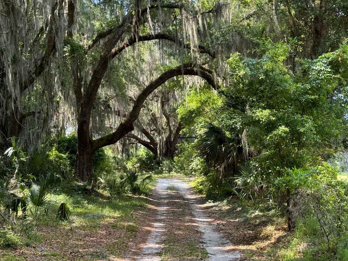 St. Johns River WMD West trail photo