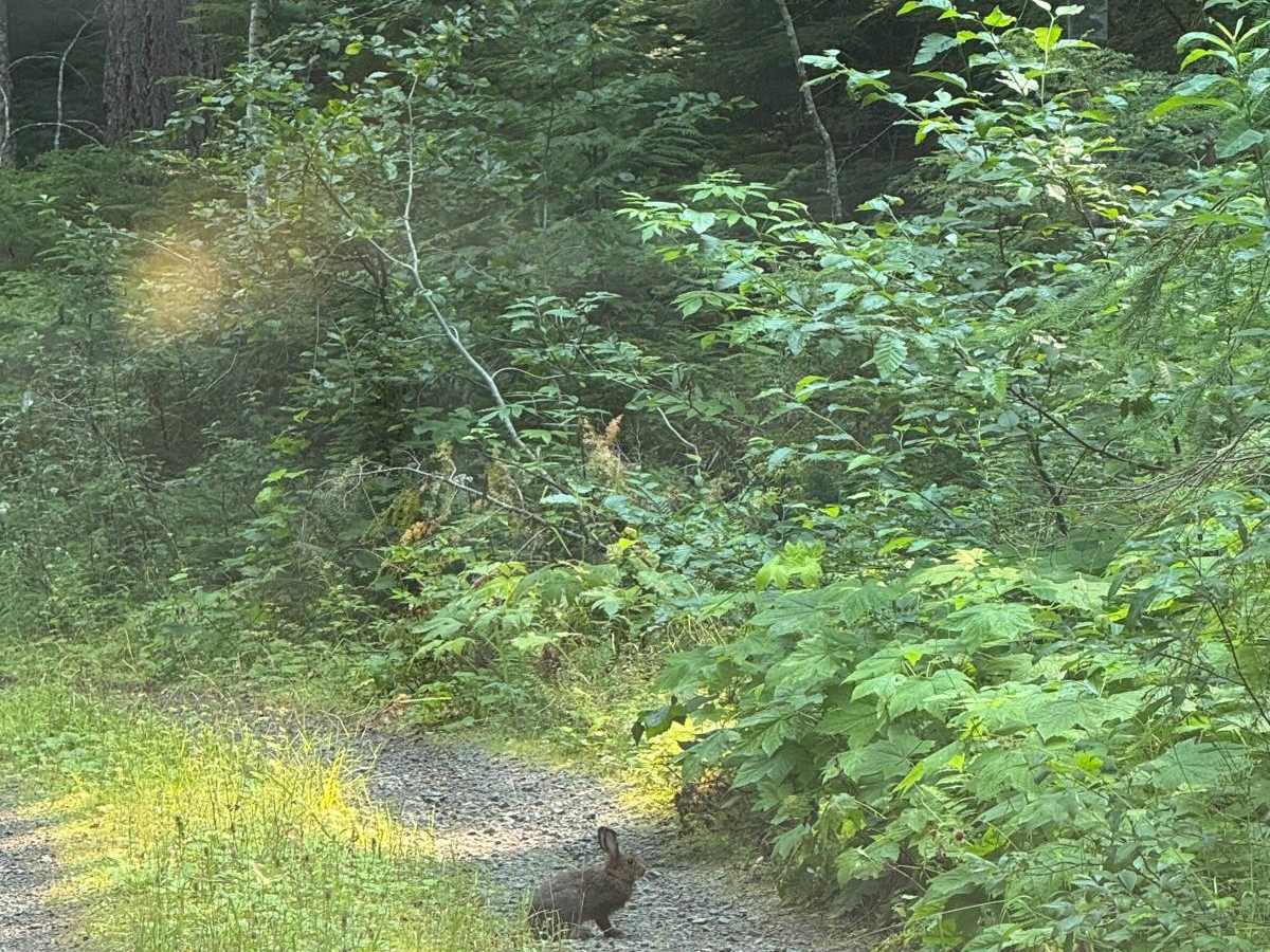Porcupine Creek photo 3