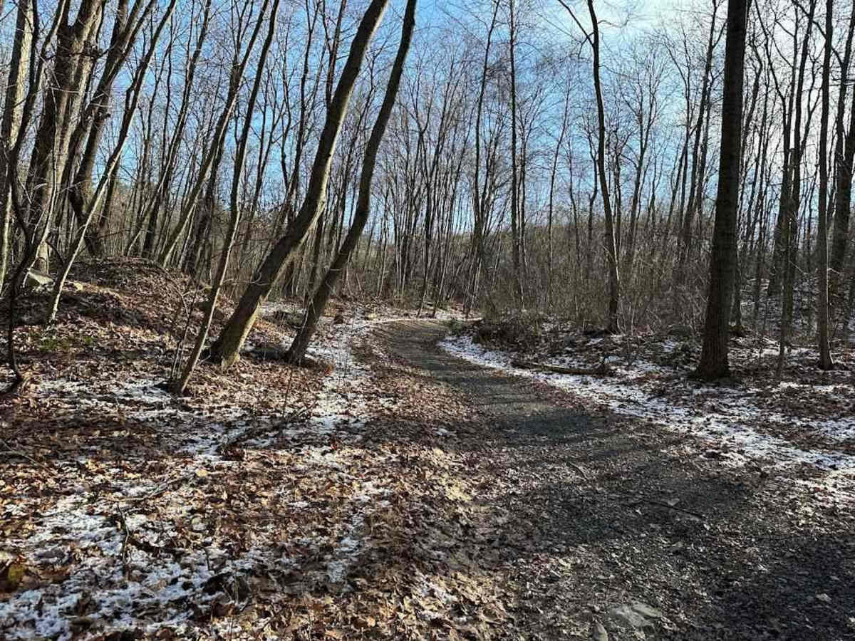 Locust Gap 15 photo 2