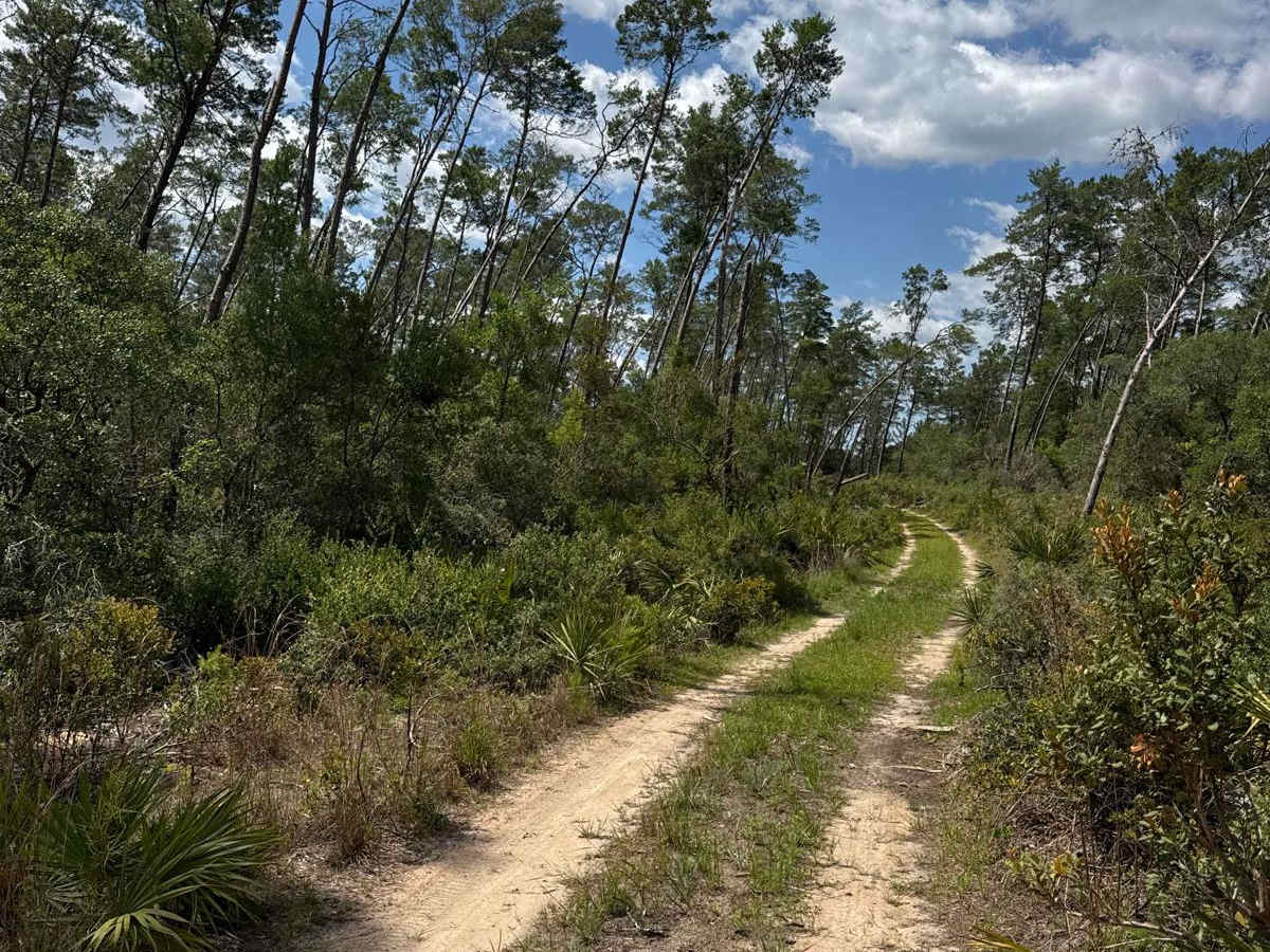 Ocala National Forest 40-15.7 photo 5