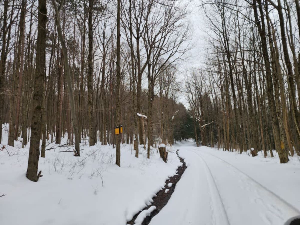 Albert J Woodward Memorial Forest Traverse photo 2