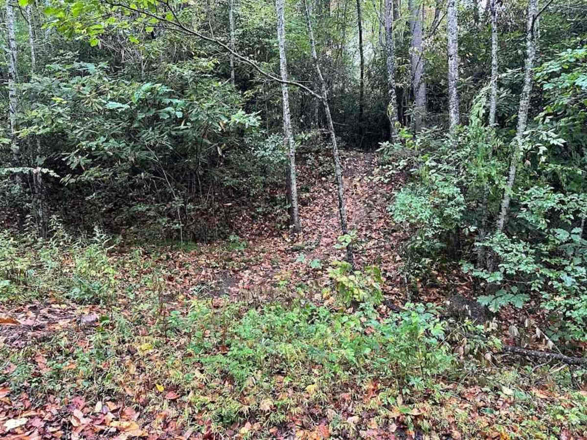 167 Single Track trail photo