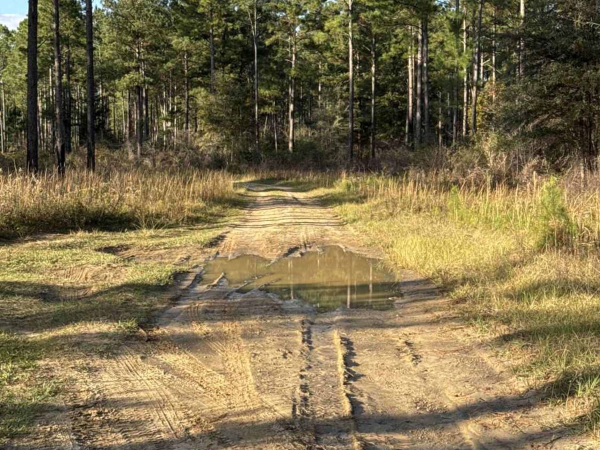 Pine Island Road photo 3