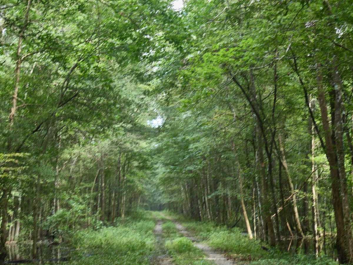 Killian Swamp Road photo 6