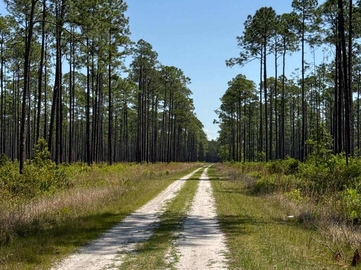 Gum Dip - Osceola NF 284 photo 6