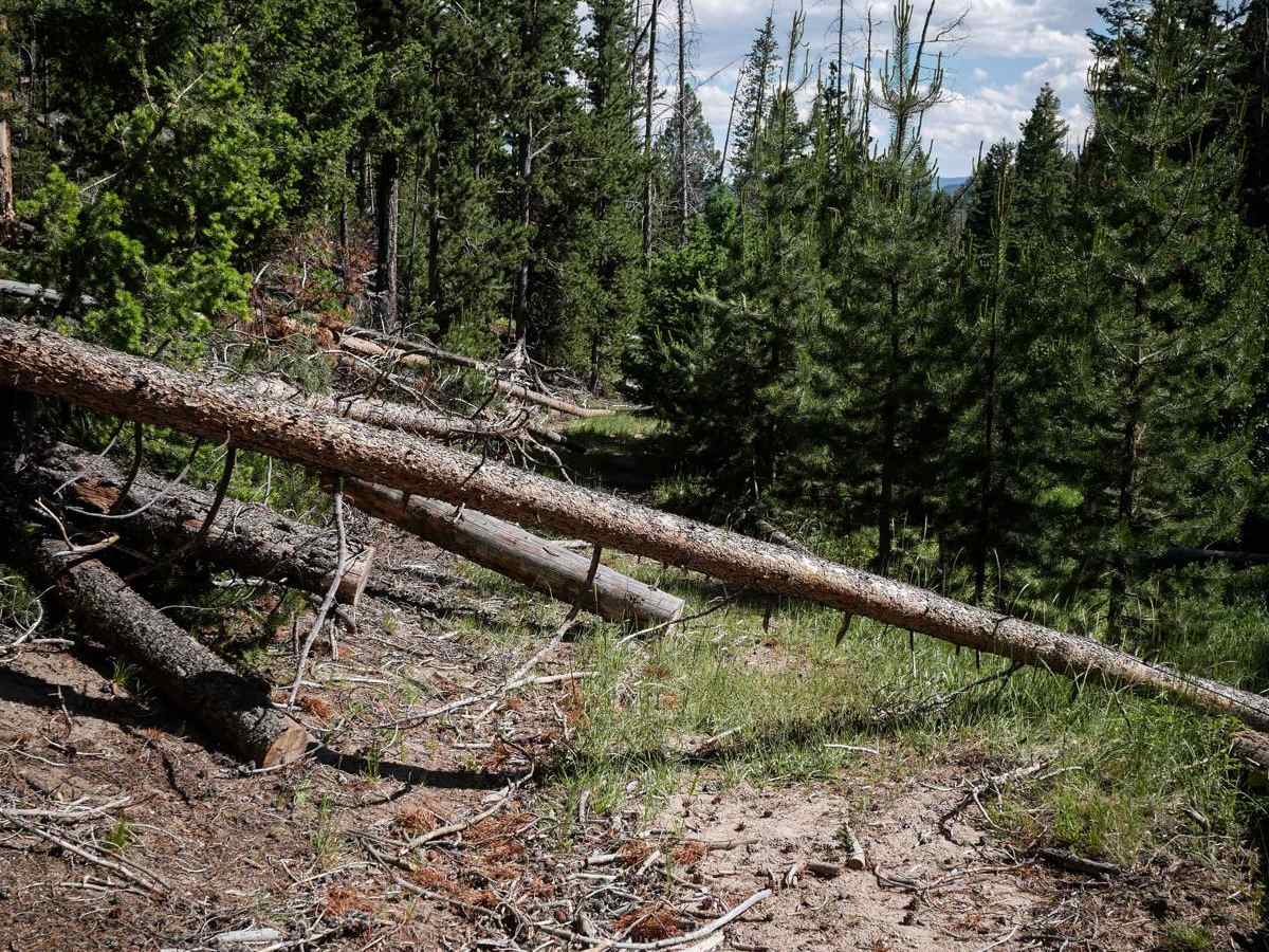 Lion Gulch photo 3