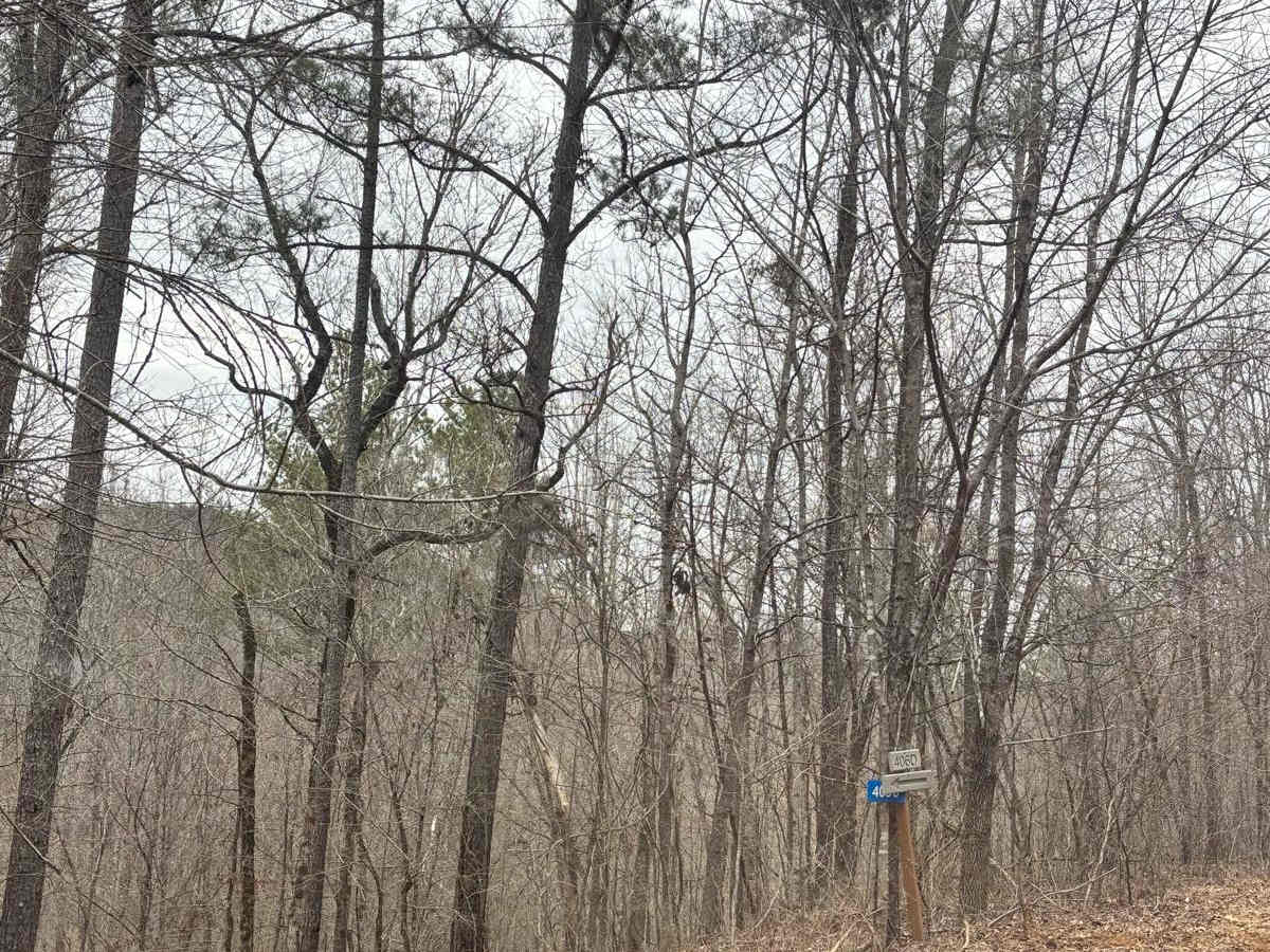406D trail photo