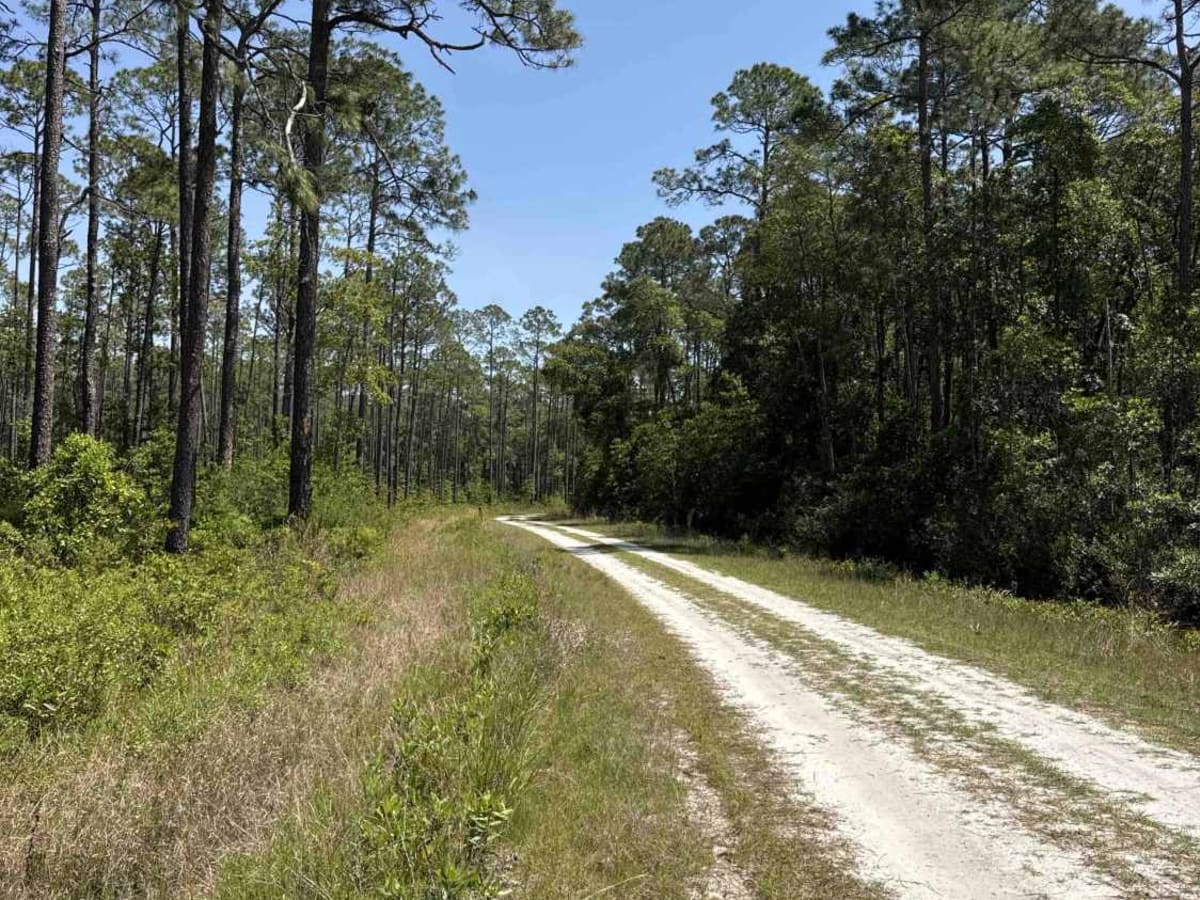 Gum Dip - Osceola NF 284 trail photo