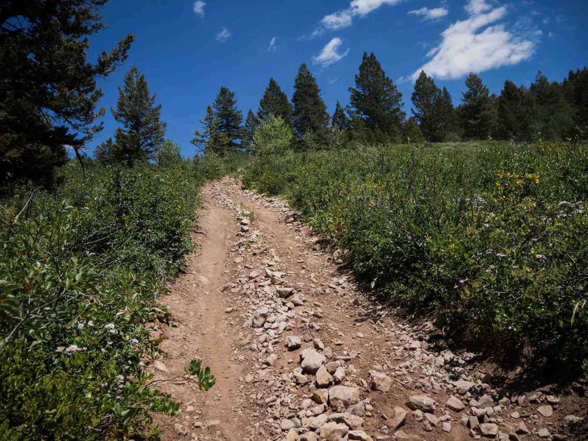 Hess Park #3598  trail photo