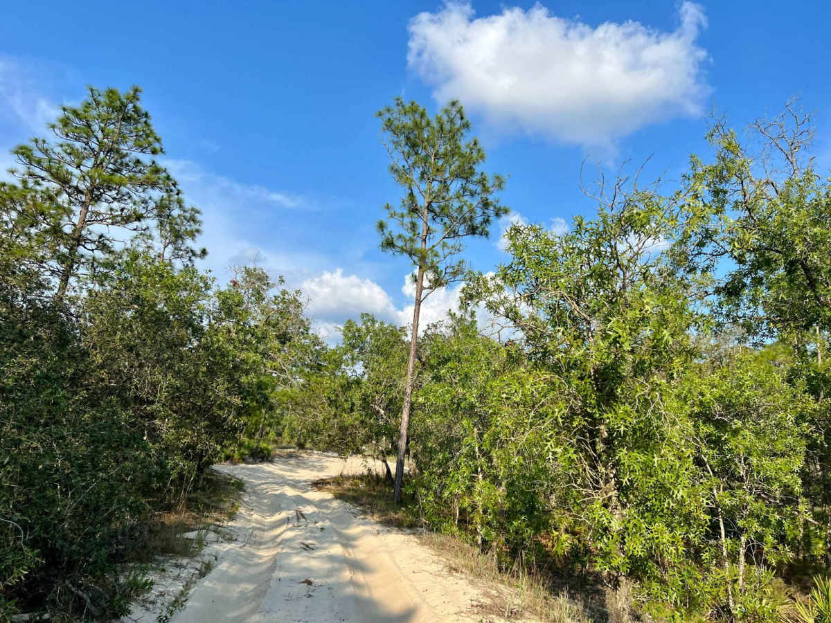 Citrus Wildlife Management | Trail 8 photo 4