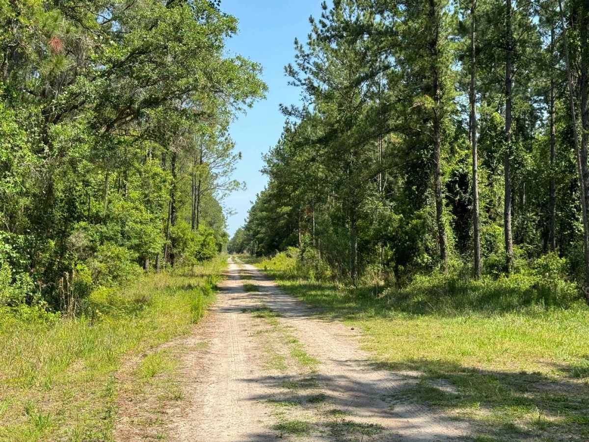 Grove Park WMA South Trail photo 3