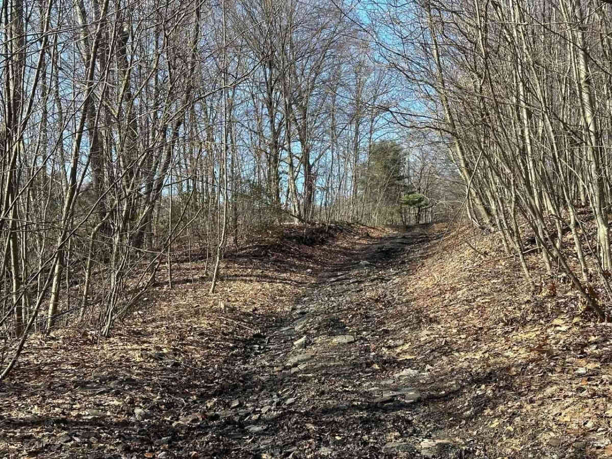 Locust Gap 38 photo 2