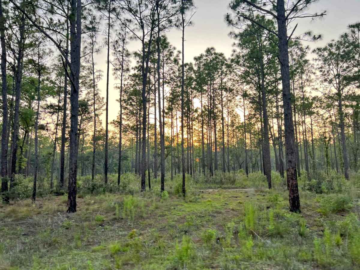 Citrus Wildlife Management | Trail 9 photo 6