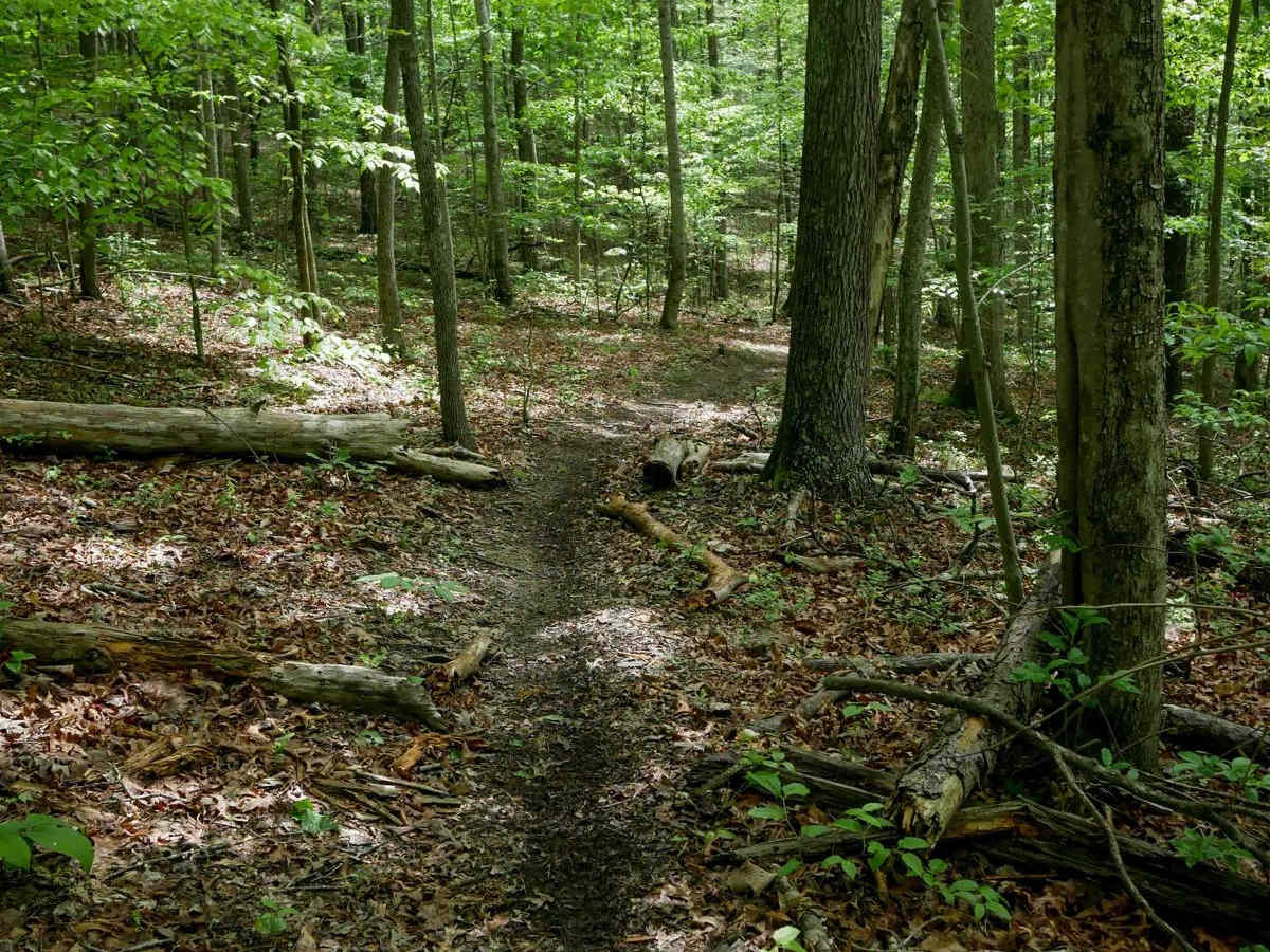 IB 132 photo 4