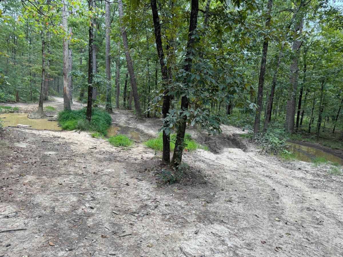 Huckleberry Mountain - Trail 2611 photo 3