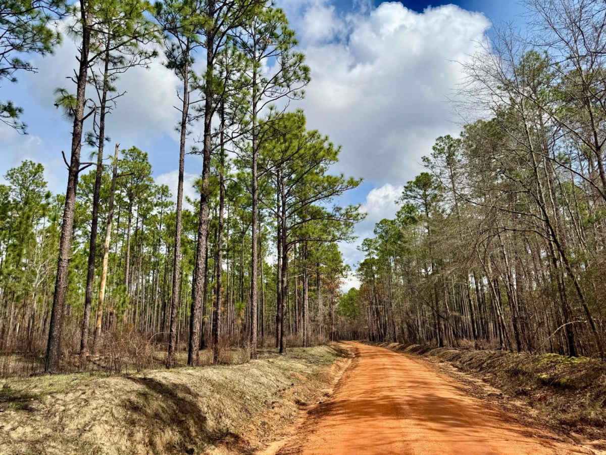 Miller Creek Road - FS 311 photo 2