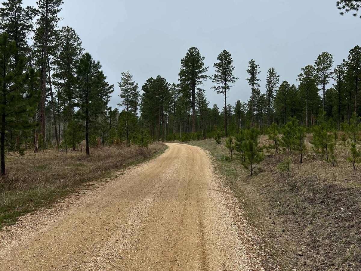Experimental Forest Road trail photo