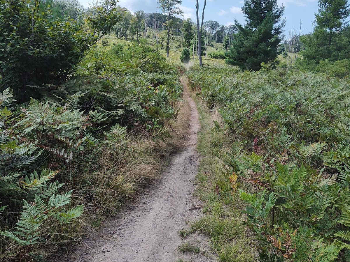Tower Trail - Single Track photo 2
