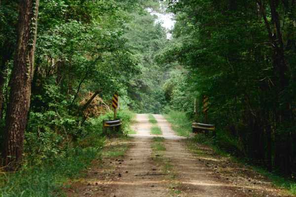 Francis Marion Forest - FSR 151