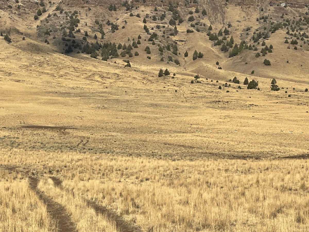Antelope Crossing photo 3