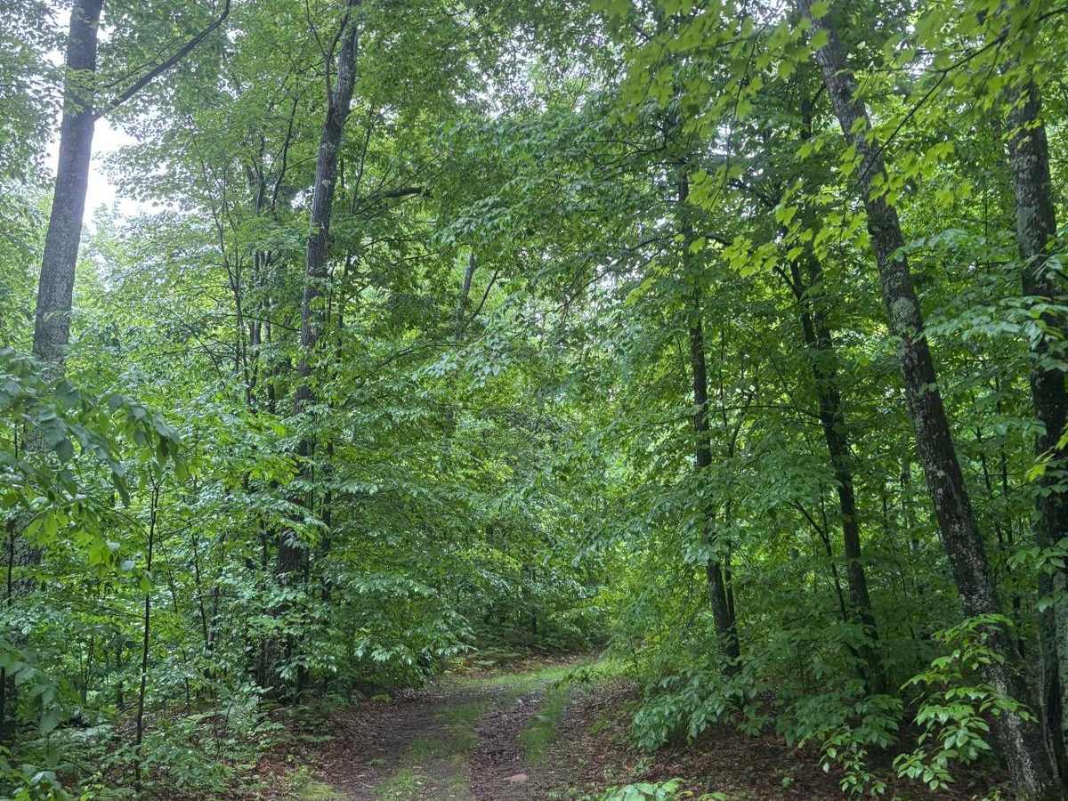 Forest Road 2321J photo 2