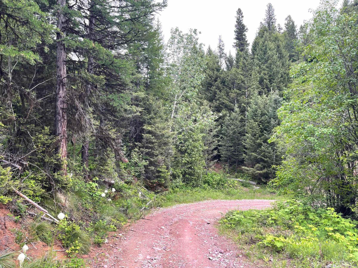 South Cottonwood photo 6