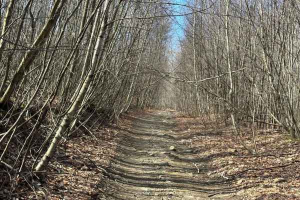 Locust Gap 48