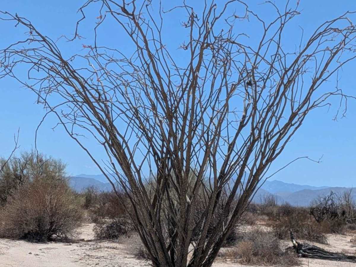 Afloramiento de Ocotillo photo 5