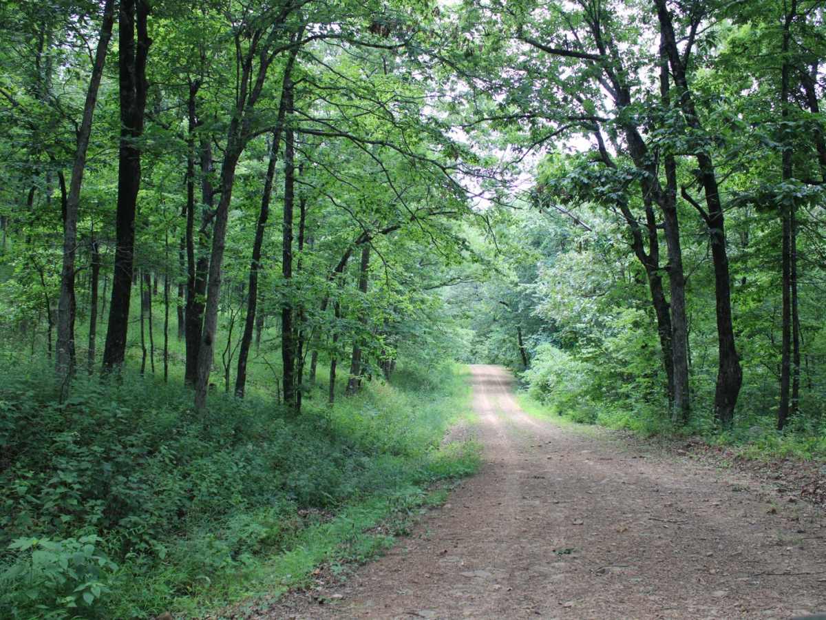 Petit Jean Road To Jack Creek photo 5