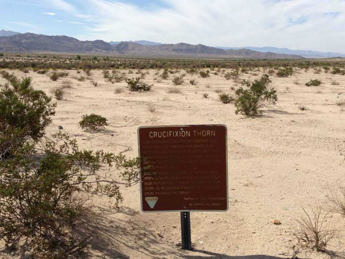 EC 282 Yuha Desert photo 3