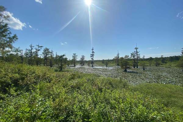 Iatt Lake Trail