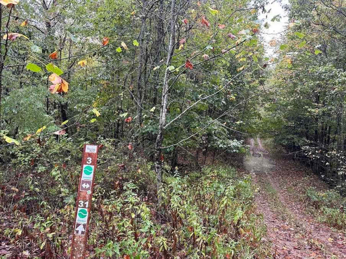 31 Green trail photo
