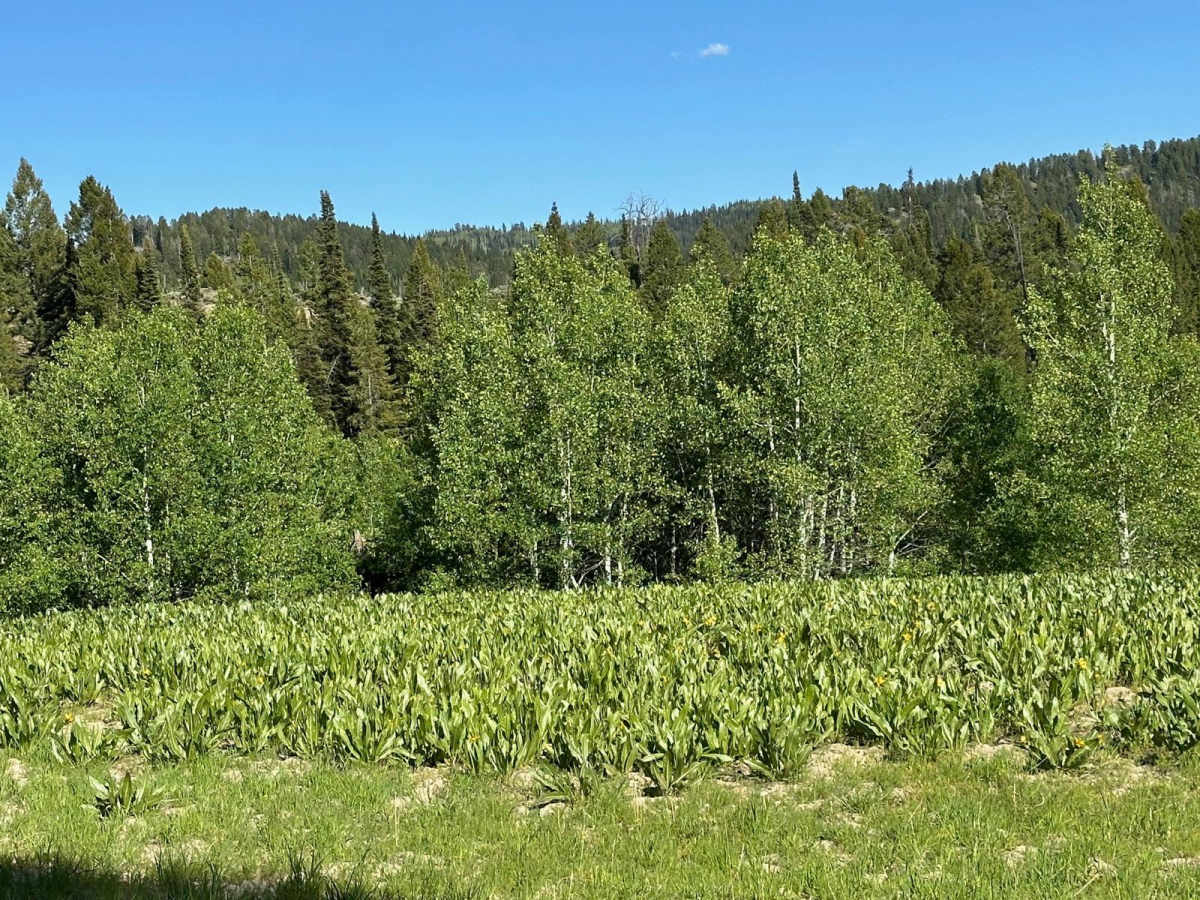 West Fork Smiths Fork photo 6