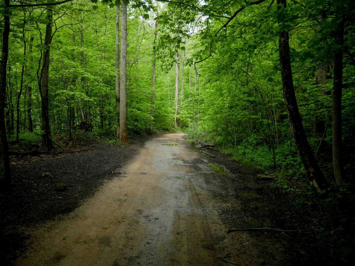 DA 18 trail photo