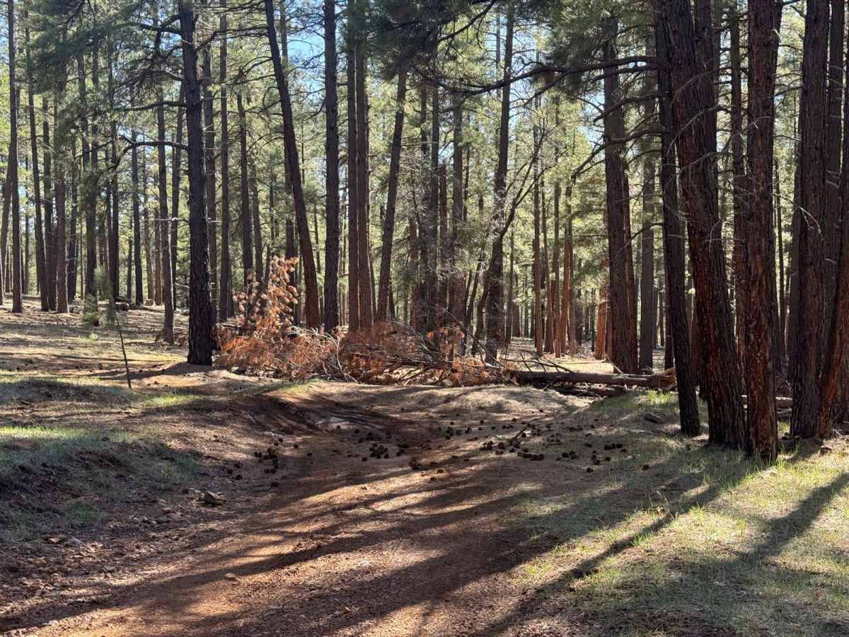 I-17 to Pumphouse Wash trail photo