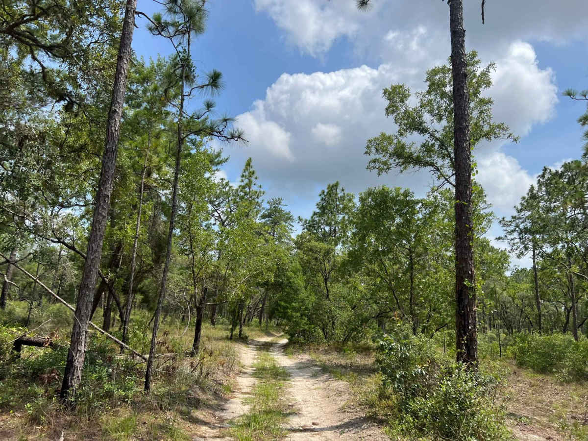 Citrus Wildlife Management | Trail 15 PT.1 photo 5
